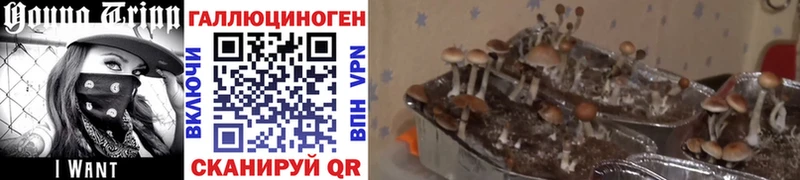 купить цена Юрюзань мега ССЫЛКА Галлюциногенные грибы Psilocybine cubensis
